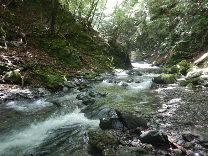 入渓地点から入ってすぐ